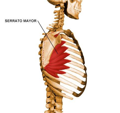 serrato mayor
