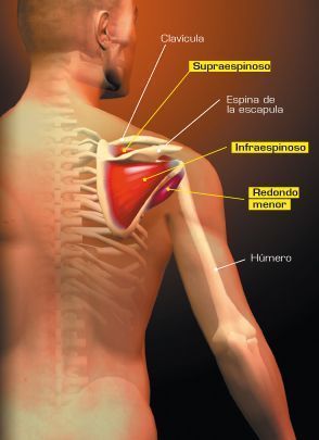 rotadores musculos