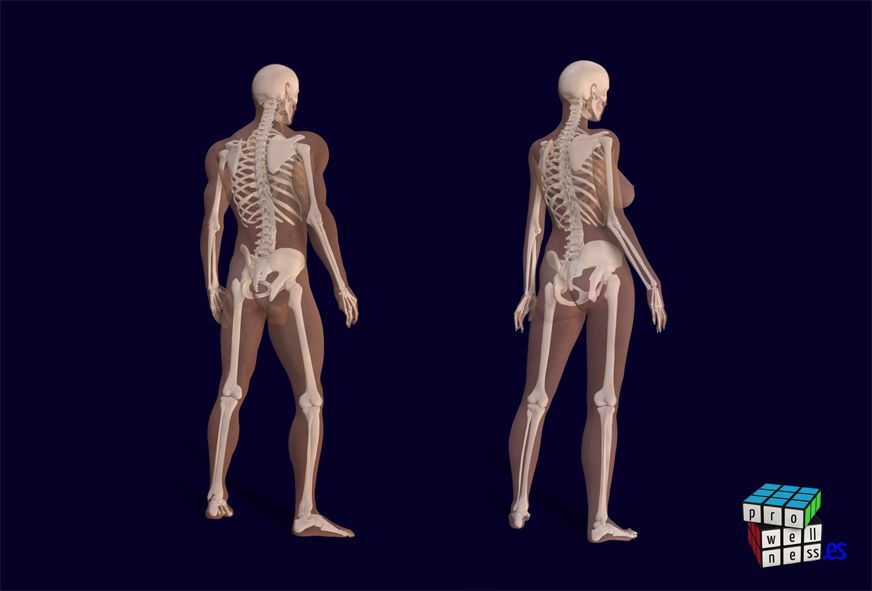 Skeleton male-female
