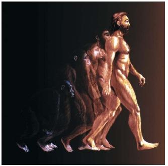 homo sapiens